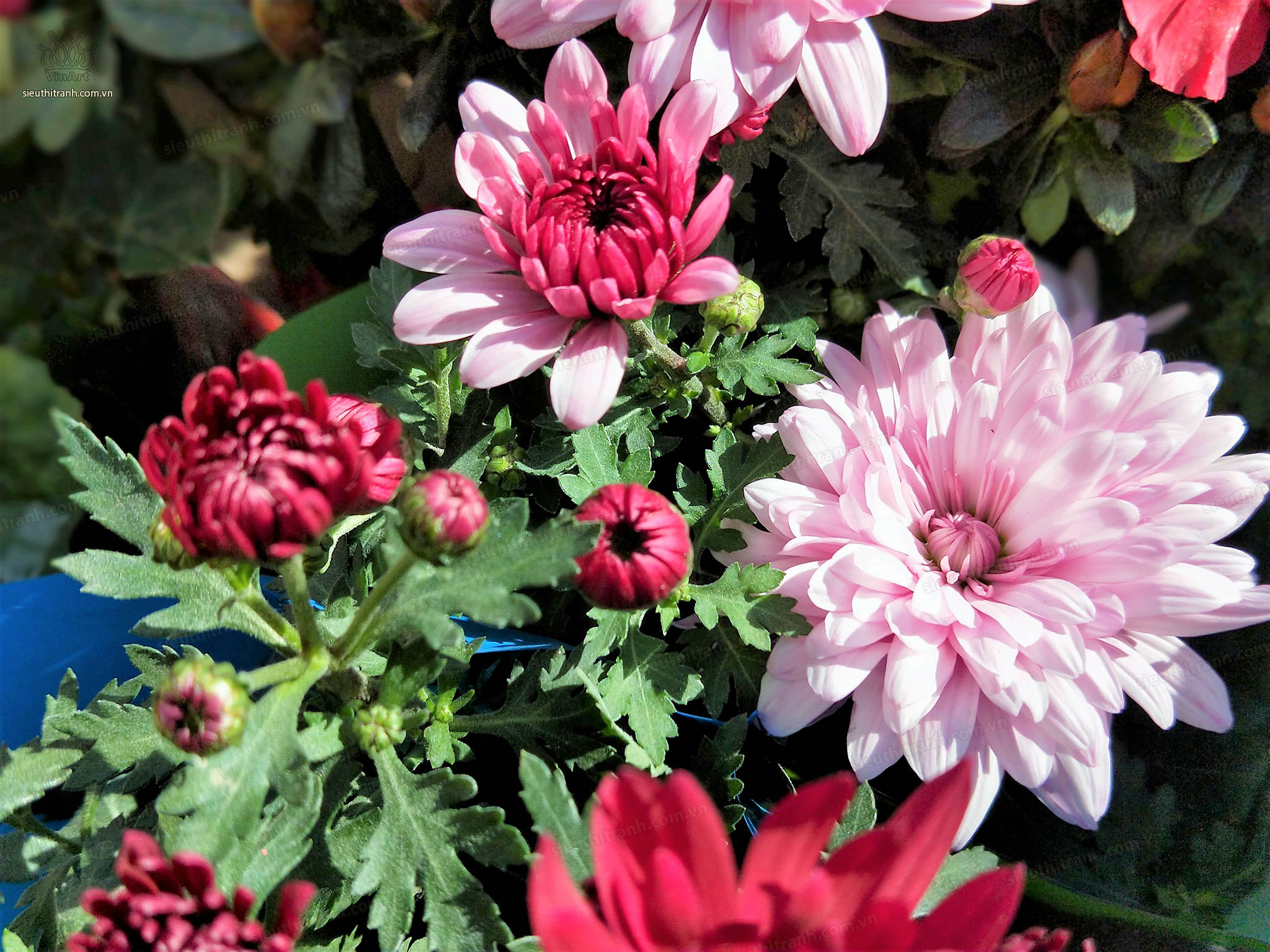 Hoa Thược Dược Với Giọt Mưa Trong Vườn | Nhiếp Ảnh JPG Tải xuống miễn phí -  Pikbest